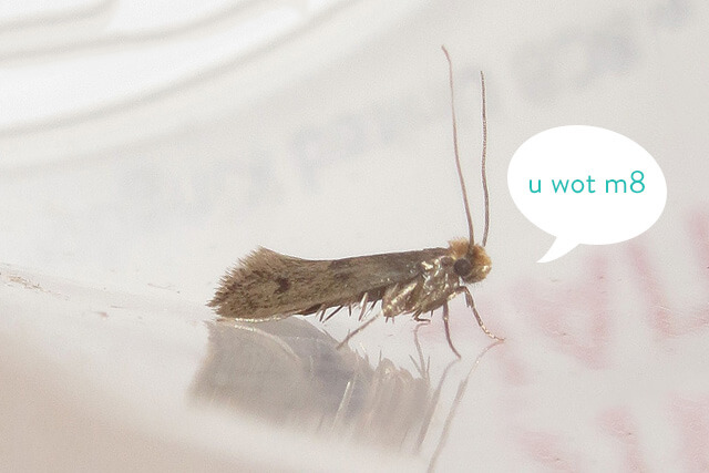 How can you get rid of clothes moths?, Insects